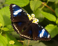 Hypolimnas bolina. БАБОЧКИ ВСЕГДА В МОДЕ! На протяжении веков искусные ювелиры пытаются воссоздать красоту изысканных летающих красавиц, используя для этого самые лучшие драгоценные камни, самые дорогие металлы, различные техники. Изображение бабочки на элегантной женской одежде всегда придает эффект легкости и изящества. 